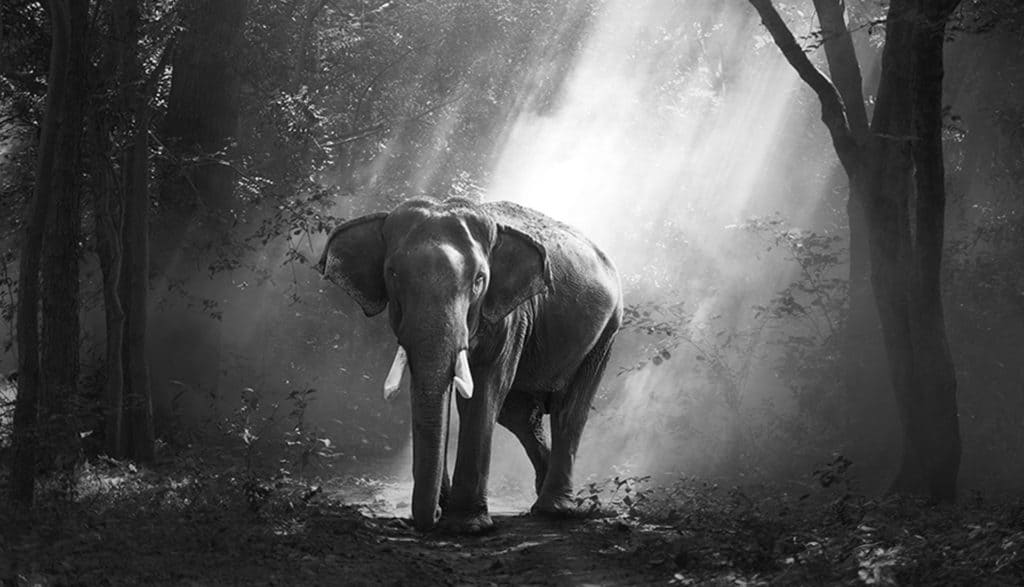 Essential Photography: Teleconverters for Wildlife Mid01 Free Img 1024x587 1